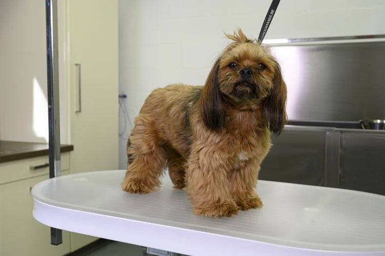 Common Mistakes To Avoid While Trimming Your Lhasa Apso'S Nails