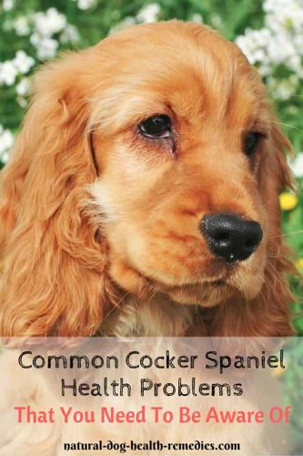 Common Obstacles Your Cocker Spaniel May Face