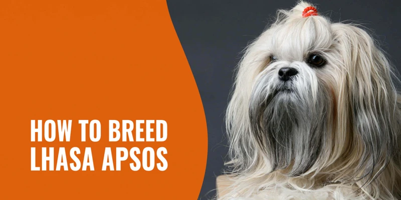 Common Socialization Challenges For Lhasa Apso Owners