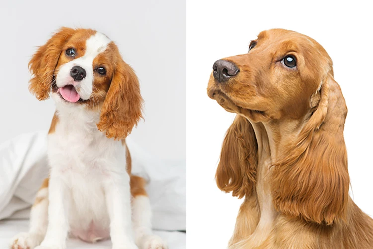 Comparing Life Expectancy With Other Popular Breeds