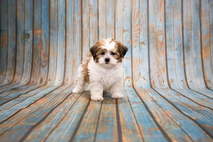 Crate Training Your Shih Poo With Separation Anxiety