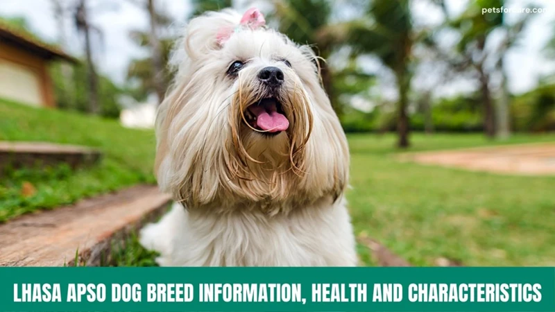 Creating Your Lhasa Apso'S Exercise Plan