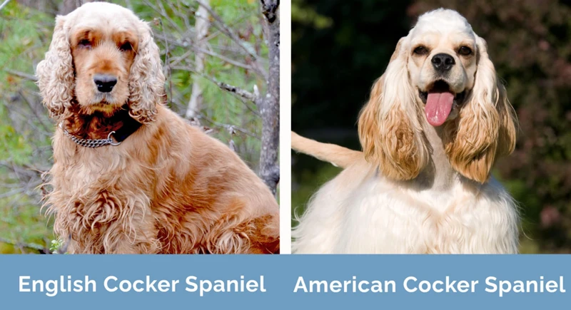Determining The Right Frequency For Your American Cocker Spaniel