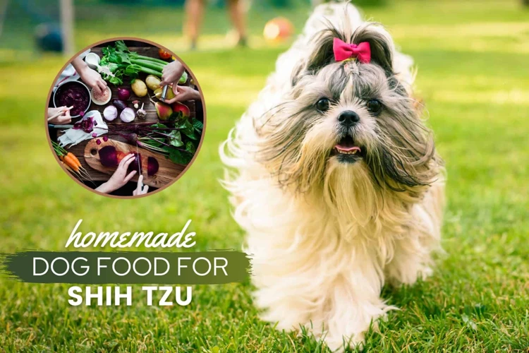 Different Types Of Shih Tzu Food