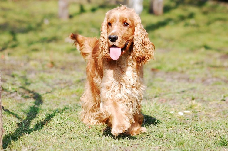 Effective Potty Training Strategies For Your American Cocker Spaniel