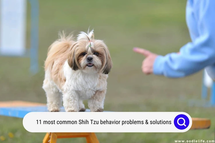 Effective Socialization Techniques For Shih Poo With Fear Or Anxiety