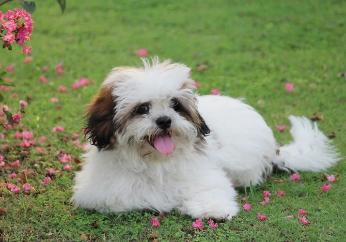 Effective Tips For House Training A Lhasa Apso