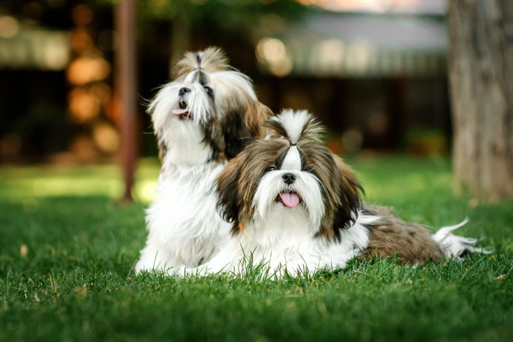 Emperors And Their Shih Tzu