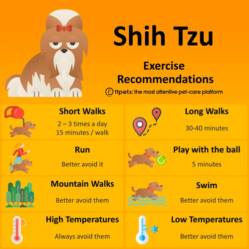 Exercise For A Healthy Shih Poo