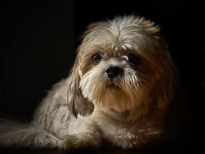 Factors Contributing To The Popularity Of Shih Poo Dogs