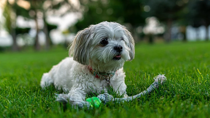 Factors That Contribute To Overfeeding In Shih Tzus