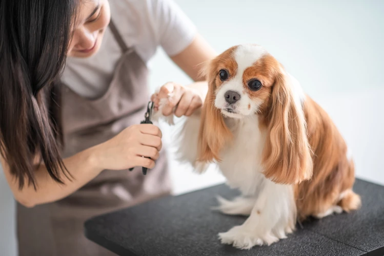 Factors To Consider Before Buying A Dog Nail Clipper