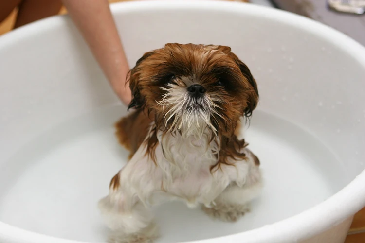 Factors To Consider When Choosing A Shampoo For Your Shih Poo