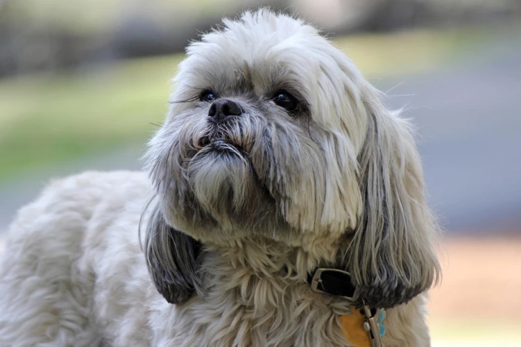 Factors To Consider When Choosing Dental Products For Your Lhasa Apso