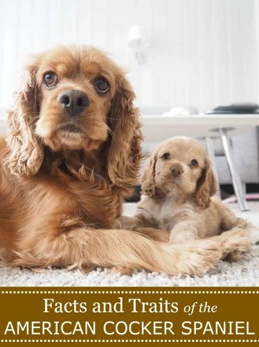 Famous American Cocker Spaniels In Advertising