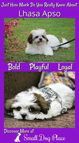 Famous Early Lhasa Apso Breeders