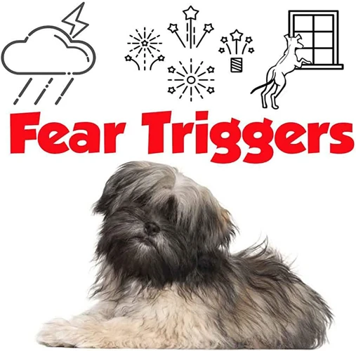 Fear Triggers In Lhasa Apso Dogs