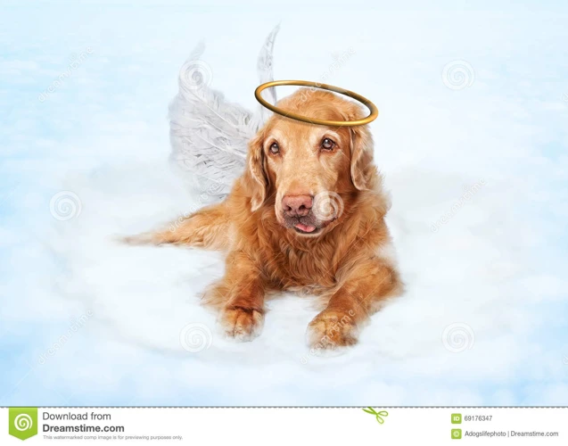  Fi From All Dogs Go To Heaven