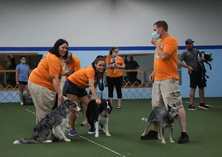 Flyball And Frisbee