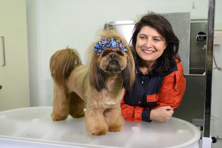 Grooming Your Lhasa Apso'S Coat