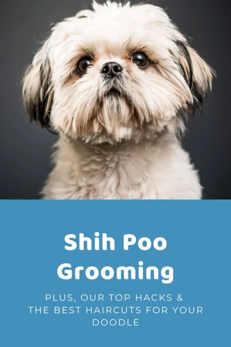 Grooming Your Shih Poo'S Double Coat