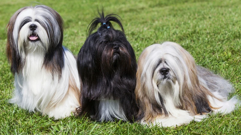 Hollywood Celebrities With Lhasa Apsos
