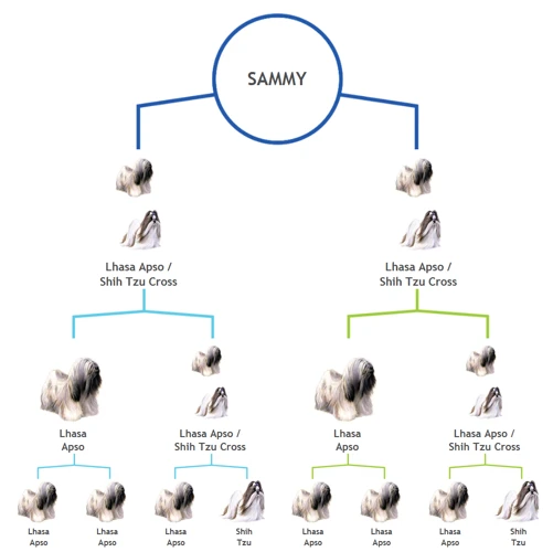 How Genetic Testing Works For Lhasa Apsos
