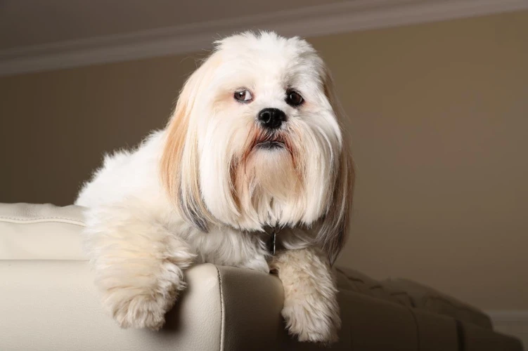 How Joint Supplements Help Lhasa Apsos