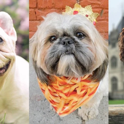 How Lhasa Apso Influencers Gain Social Media Fame