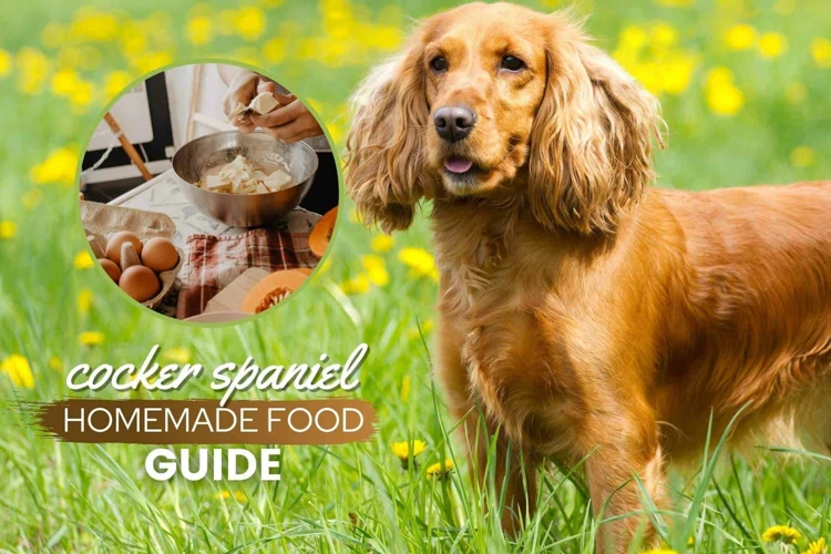 How Much And How Often To Feed Your Cocker Spaniel