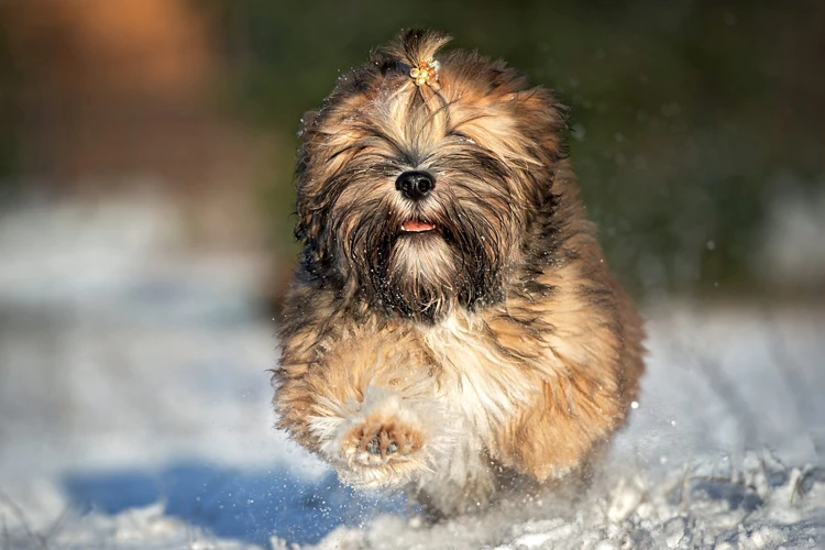 How Much Exercise Your Lhasa Apso Needs