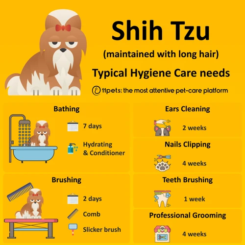 How Often Should You Brush Your Shih Poo