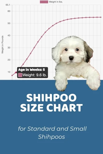 How Shih Poo Ancestry Sheds Light On Their Unique Features