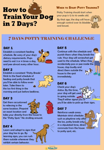 How To Create An Effective Routine For House Training Your Lhasa Apso