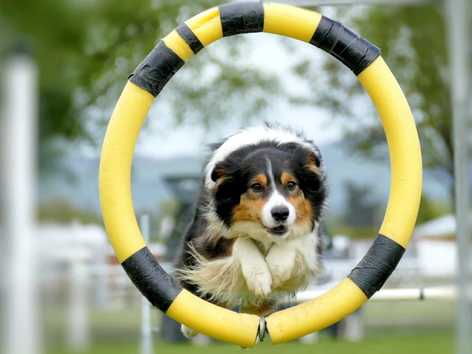 How To Get Started With Agility Training