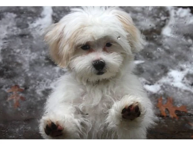 How To Handle Your Shih Poo'S Temperament