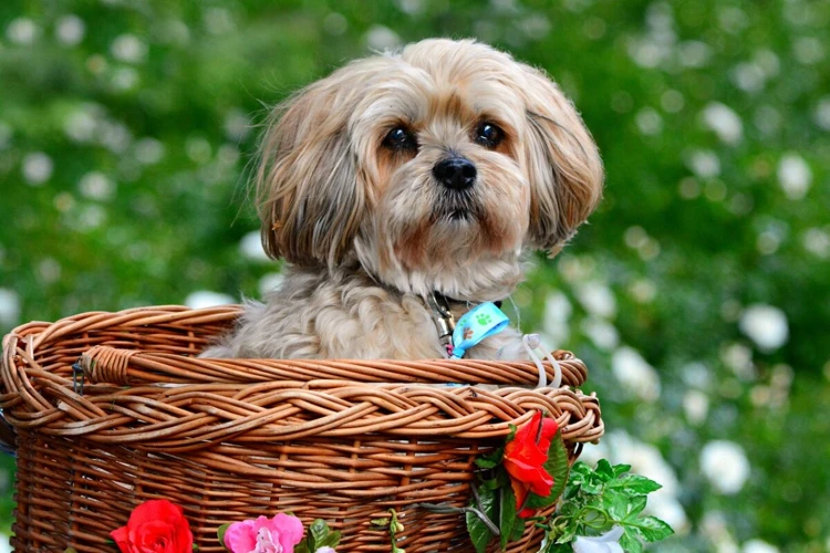 How To Help A Fearful Lhasa Apso Dog