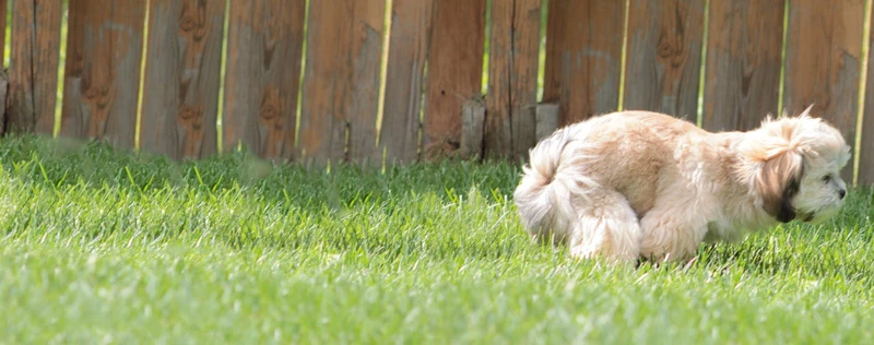How To Housebreak Your Lhasa Apso Puppy