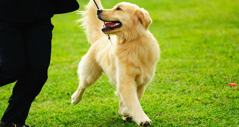 How To Implement Positive Reinforcement In Leash Training