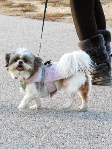 How To Leash Train Your Lhasa Apso