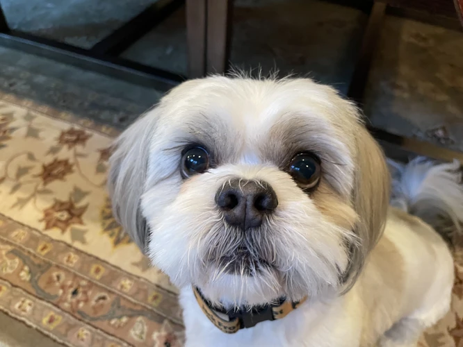 How To Prevent Aggression In Shih Tzu