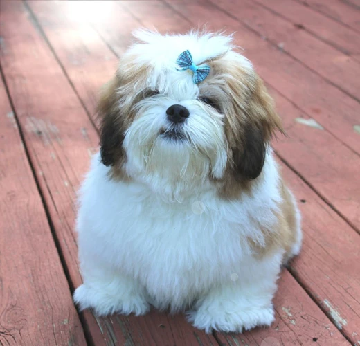 How To Properly Trim Your Lhasa Apso'S Fur