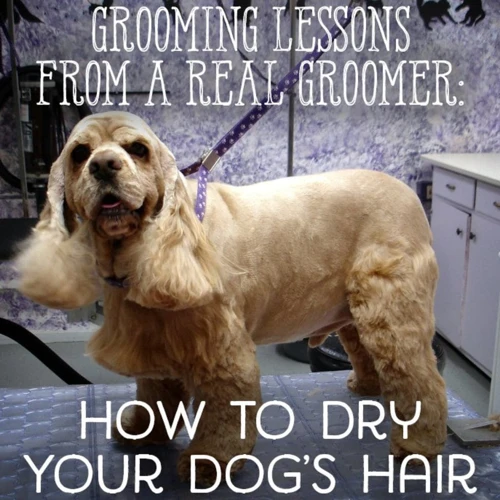 How To Safely And Effectively Dry Your Lhasa Apso After A Bath