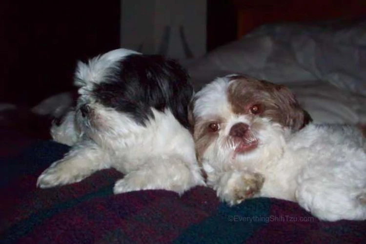 How To Socialize Your Shih Tzu With Other Animals
