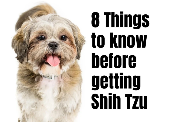 How To Socialize Your Shih Tzu With People