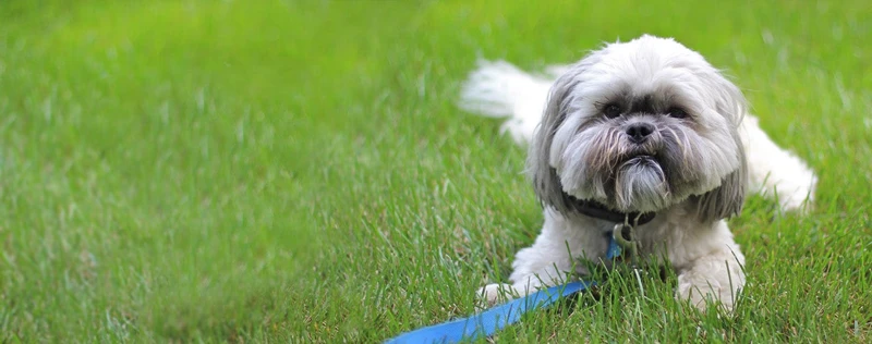 How To Stop Your Lhasa Apso From Jumping On People