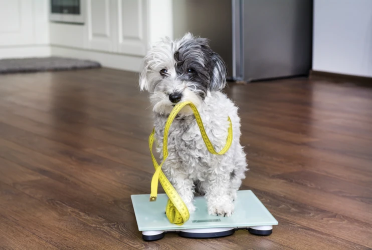 How To Tell If Your Lhasa Apso Is Overweight