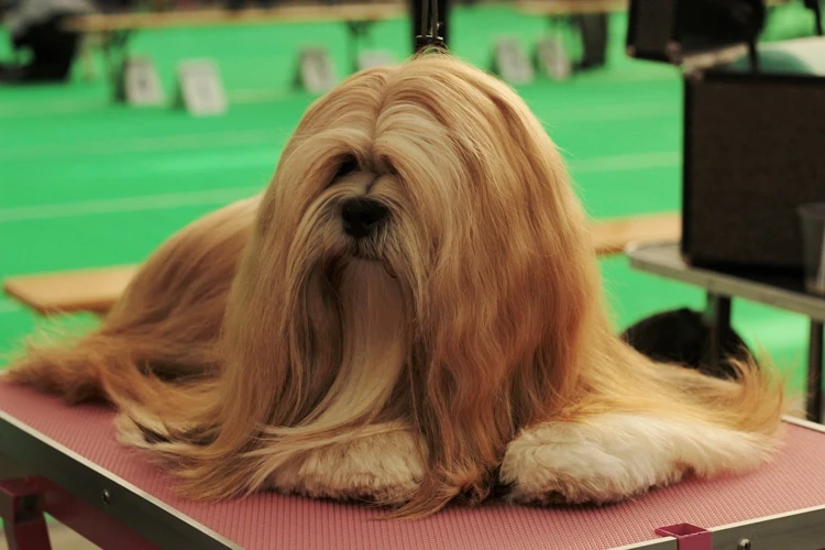 How To Transition Your Lhasa Apso To A New Diet