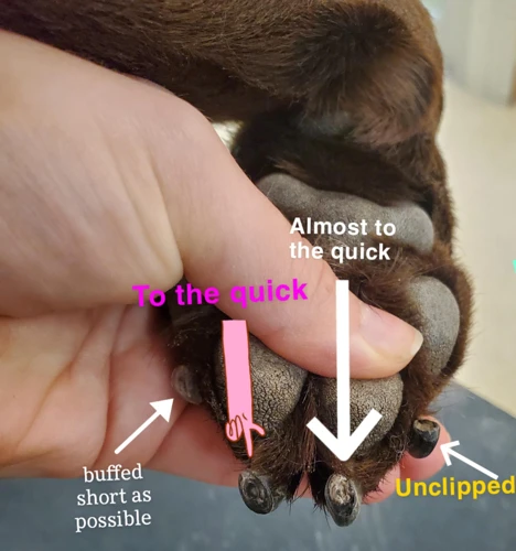 How To Trim Black Nails On A Shih Tzu: Tips And Tricks