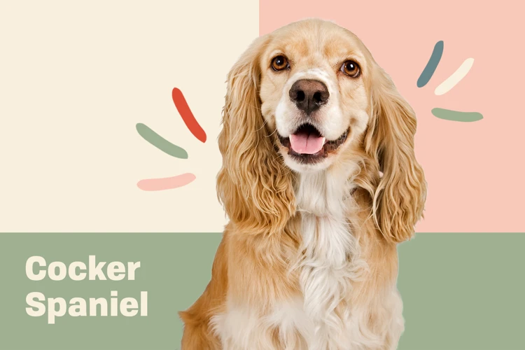 How To Trim Your American Cocker Spaniel'S Nails
